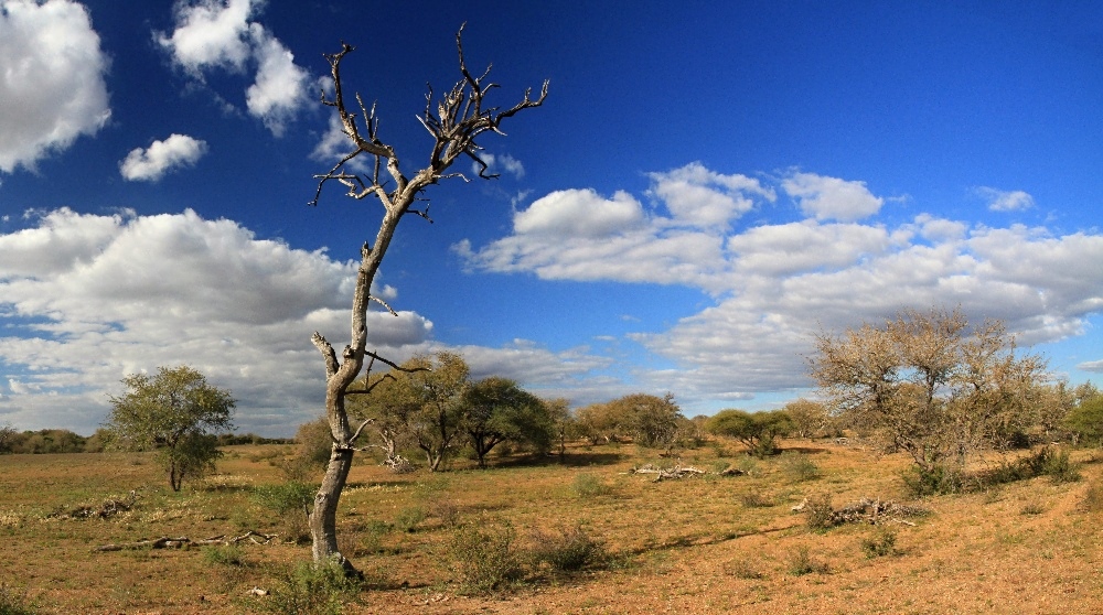 Africká krajina