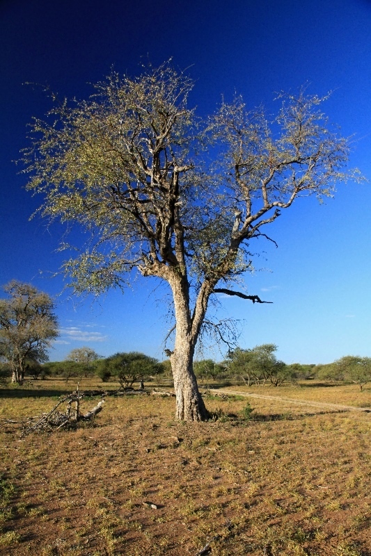 Africká krajina