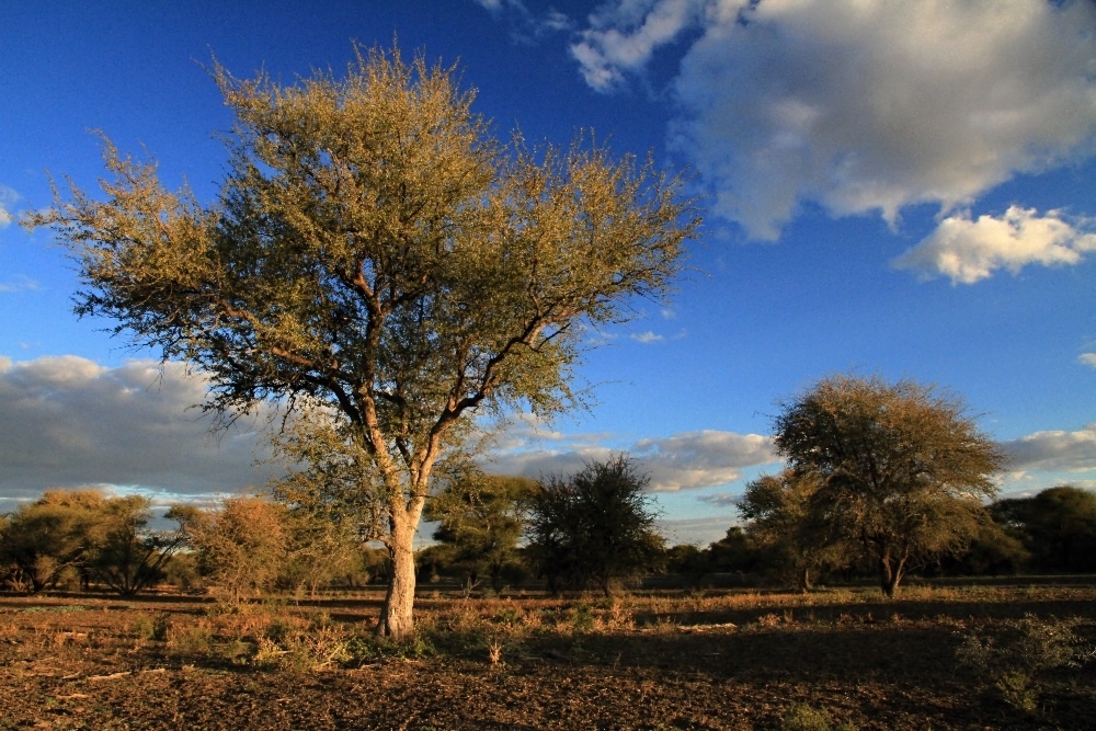 Africký podvečer