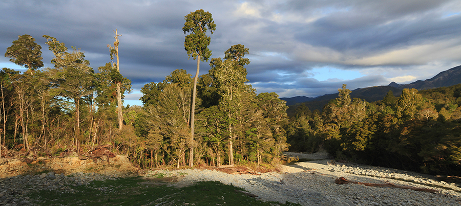 Heaphy track