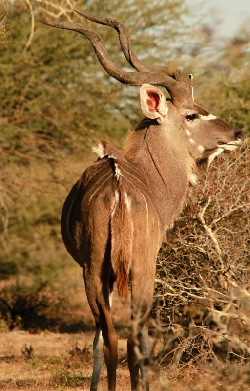 Kudu velký